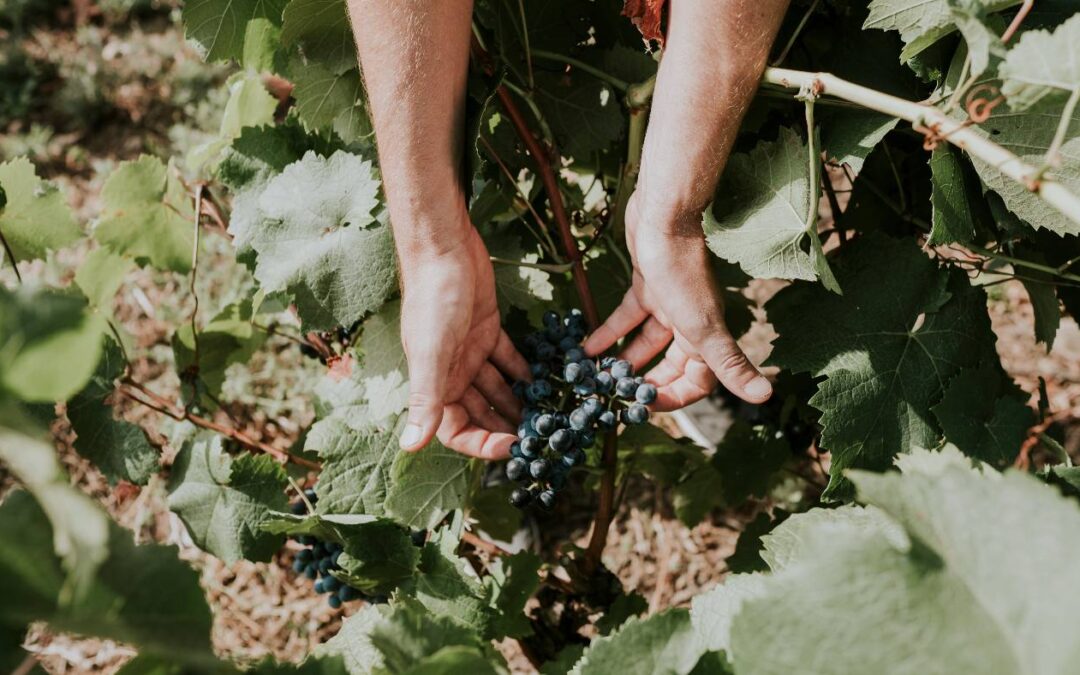 Descubrir las bodegas de Logroño en plena vendimia
