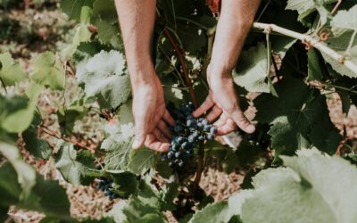 Descubrir las bodegas de Logroño en plena vendimia