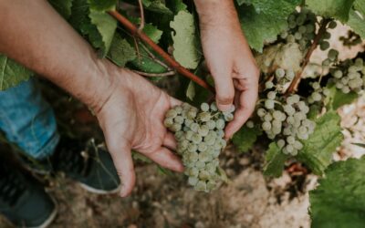 Los blancos de Rioja ya no son una sorpresa. Son una realidad.